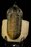30232 - Well Prepared "Flying" 3.52 Inch Morocconites malladoides Middle Devonian Trilobite