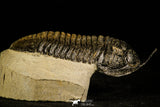30232 - Well Prepared "Flying" 3.52 Inch Morocconites malladoides Middle Devonian Trilobite