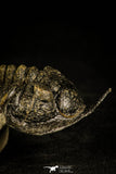 30232 - Well Prepared "Flying" 3.52 Inch Morocconites malladoides Middle Devonian Trilobite