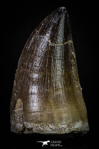 20286 - Well Preserved 2.48 Inch Mosasaur (Prognathodon anceps) Tooth