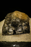 30232 - Well Prepared "Flying" 3.52 Inch Morocconites malladoides Middle Devonian Trilobite
