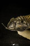 30232 - Well Prepared "Flying" 3.52 Inch Morocconites malladoides Middle Devonian Trilobite