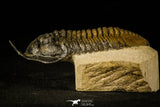 30232 - Well Prepared "Flying" 3.52 Inch Morocconites malladoides Middle Devonian Trilobite