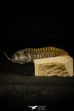 30232 - Well Prepared "Flying" 3.52 Inch Morocconites malladoides Middle Devonian Trilobite