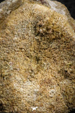 07403 - Top Rare Unidentified 1.54 Inch Reptile (Crocodile?) Vertebra Bone Cretaceous Kem Kem