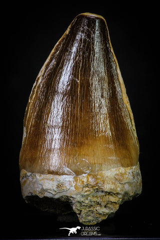 20287 - Well Preserved 2.34 Inch Mosasaur (Prognathodon anceps) Tooth