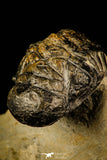 30233 - Beautiful 2.36 Inch Crotalocephalina (Crotalocephalus) gibbus Lower Devonian Trilobite