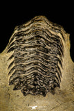 30233 - Beautiful 2.36 Inch Crotalocephalina (Crotalocephalus) gibbus Lower Devonian Trilobite