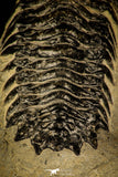 30233 - Beautiful 2.36 Inch Crotalocephalina (Crotalocephalus) gibbus Lower Devonian Trilobite