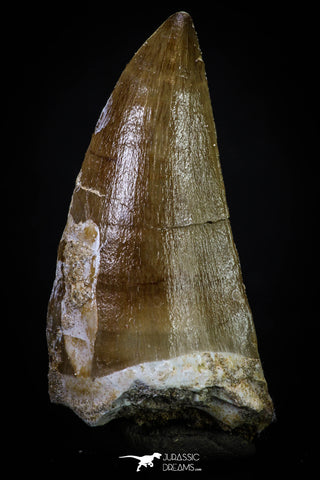 20288 - Well Preserved 2.48 Inch Mosasaur (Prognathodon anceps) Tooth