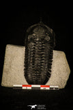 30234 - Well Prepared "Flying" 3.04 Inch Morocconites malladoides Middle Devonian Trilobite