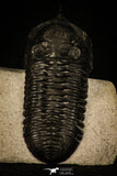 30234 - Well Prepared "Flying" 3.04 Inch Morocconites malladoides Middle Devonian Trilobite