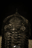 30234 - Well Prepared "Flying" 3.04 Inch Morocconites malladoides Middle Devonian Trilobite