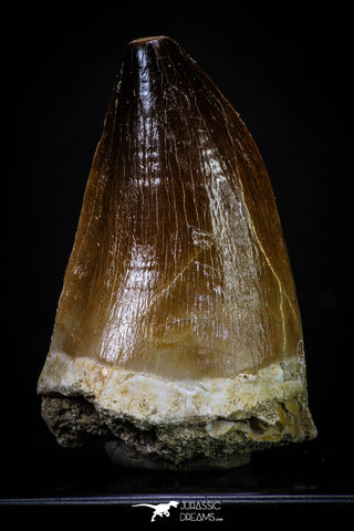 20289 - Well Preserved 2.15 Inch Mosasaur (Prognathodon anceps) Tooth