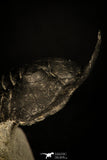 30234 - Well Prepared "Flying" 3.04 Inch Morocconites malladoides Middle Devonian Trilobite