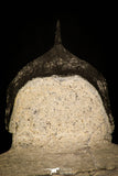 30234 - Well Prepared "Flying" 3.04 Inch Morocconites malladoides Middle Devonian Trilobite