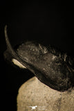 30234 - Well Prepared "Flying" 3.04 Inch Morocconites malladoides Middle Devonian Trilobite