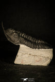 30234 - Well Prepared "Flying" 3.04 Inch Morocconites malladoides Middle Devonian Trilobite