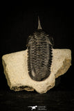 30235 - Well Prepared "Flying" 2.98 Inch Morocconites malladoides Middle Devonian Trilobite