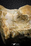 07405 - Top Rare Unidentified 1.73 Inch Reptile (Crocodile?) Vertebra Bone Cretaceous Kem Kem