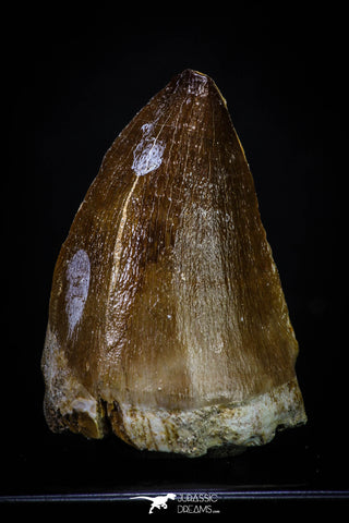 20290 - Well Preserved 1.92 Inch Mosasaur (Prognathodon anceps) Tooth