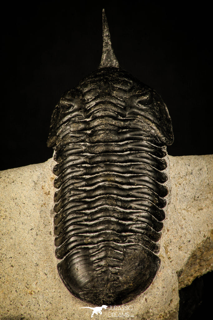 30235 - Well Prepared "Flying" 2.98 Inch Morocconites malladoides Middle Devonian Trilobite