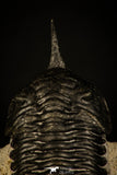 30235 - Well Prepared "Flying" 2.98 Inch Morocconites malladoides Middle Devonian Trilobite