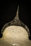 30235 - Well Prepared "Flying" 2.98 Inch Morocconites malladoides Middle Devonian Trilobite