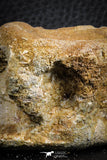 07405 - Top Rare Unidentified 1.73 Inch Reptile (Crocodile?) Vertebra Bone Cretaceous Kem Kem