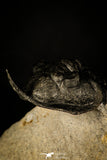 30235 - Well Prepared "Flying" 2.98 Inch Morocconites malladoides Middle Devonian Trilobite