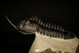 30235 - Well Prepared "Flying" 2.98 Inch Morocconites malladoides Middle Devonian Trilobite