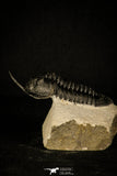 30235 - Well Prepared "Flying" 2.98 Inch Morocconites malladoides Middle Devonian Trilobite