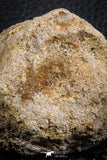 07406 - Top Rare Unidentified 2.13 Inch Reptile (Crocodile?) Vertebra Bone Cretaceous Kem Kem