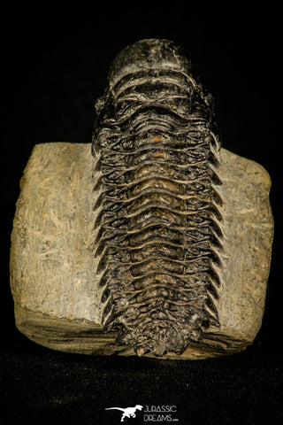 30236 - Top Beautiful 2.81 Inch Crotalocephalina (Crotalocephalus) gibbus Lower Devonian Trilobite