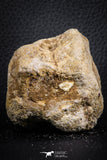 07406 - Top Rare Unidentified 2.13 Inch Reptile (Crocodile?) Vertebra Bone Cretaceous Kem Kem