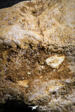 07406 - Top Rare Unidentified 2.13 Inch Reptile (Crocodile?) Vertebra Bone Cretaceous Kem Kem