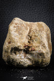 07406 - Top Rare Unidentified 2.13 Inch Reptile (Crocodile?) Vertebra Bone Cretaceous Kem Kem