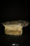 30236 - Top Beautiful 2.81 Inch Crotalocephalina (Crotalocephalus) gibbus Lower Devonian Trilobite