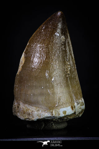 20292 - Well Preserved 2.04 Inch Mosasaur (Prognathodon anceps) Tooth