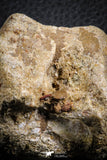 07406 - Top Rare Unidentified 2.13 Inch Reptile (Crocodile?) Vertebra Bone Cretaceous Kem Kem