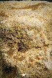 07406 - Top Rare Unidentified 2.13 Inch Reptile (Crocodile?) Vertebra Bone Cretaceous Kem Kem