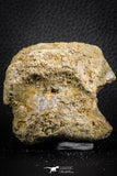 07406 - Top Rare Unidentified 2.13 Inch Reptile (Crocodile?) Vertebra Bone Cretaceous Kem Kem