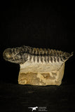 30236 - Top Beautiful 2.81 Inch Crotalocephalina (Crotalocephalus) gibbus Lower Devonian Trilobite