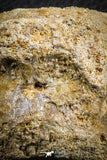 07406 - Top Rare Unidentified 2.13 Inch Reptile (Crocodile?) Vertebra Bone Cretaceous Kem Kem