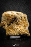 07407 - Top Rare Unidentified 1.85 Inch Reptile (Crocodile?) Vertebra Bone Cretaceous Kem Kem