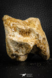 07407 - Top Rare Unidentified 1.85 Inch Reptile (Crocodile?) Vertebra Bone Cretaceous Kem Kem