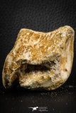 07407 - Top Rare Unidentified 1.85 Inch Reptile (Crocodile?) Vertebra Bone Cretaceous Kem Kem