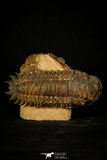 30238 - Awesome Association Crotalocephalina + Reedops Devonian Trilobites