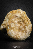 07407 - Top Rare Unidentified 1.85 Inch Reptile (Crocodile?) Vertebra Bone Cretaceous Kem Kem