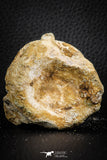 07407 - Top Rare Unidentified 1.85 Inch Reptile (Crocodile?) Vertebra Bone Cretaceous Kem Kem